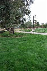 Eco-Lawn Grass Seed Blend Low Maintenance Lawn – 5lb Bag